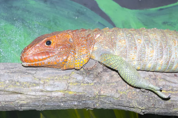 Lagarto de Caimán del Norte —  Fotos de Stock