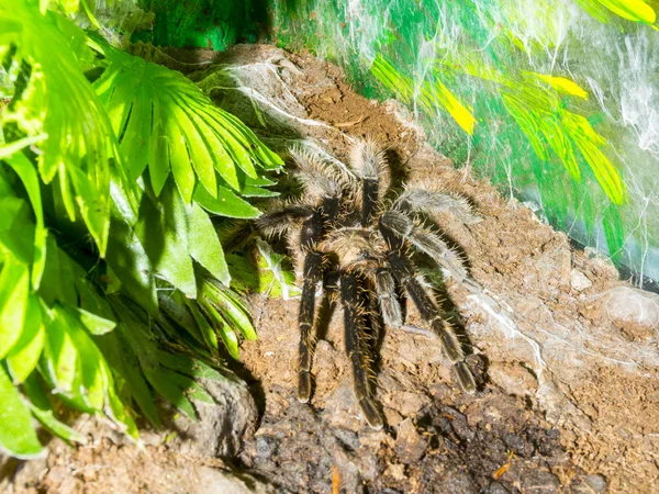Curlyhair tarantula di tanah — Stok Foto