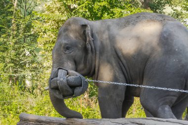 Asyalı fil boğaları topla oynuyorlar.