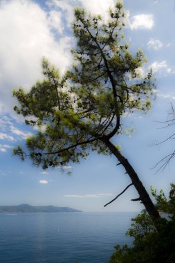 Adriyatik sahilinde çam ağacı