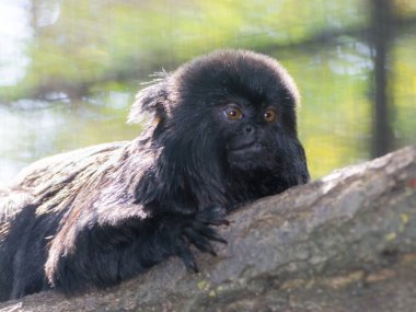 Goeldi 'nin marmoseti ya da ağaçtaki Goeldi maymunu.