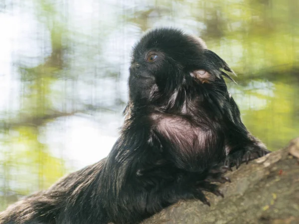 Marmoset Goeldiego czy małpa Goeldiego na drzewie — Zdjęcie stockowe