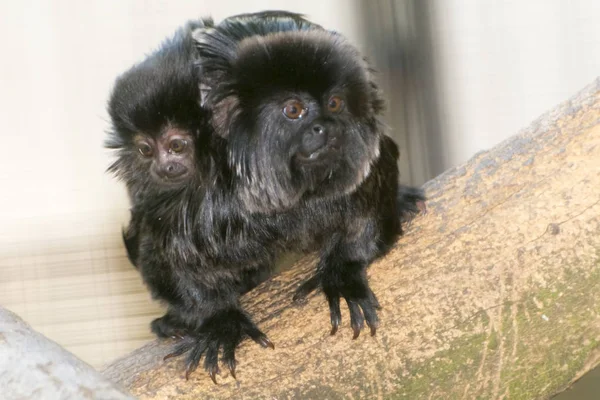 Goeldis Marmoset otec a dítě na zádech — Stock fotografie