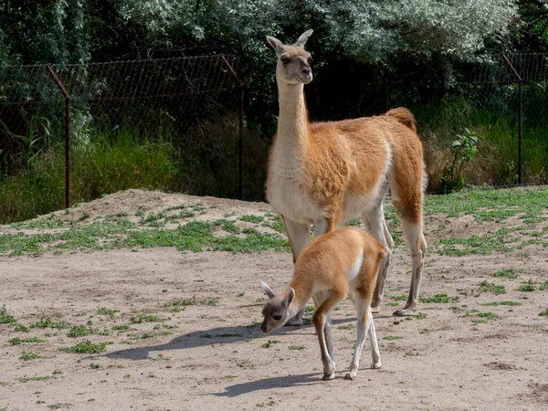 Guanaco Foal Its Scientific Name Lama Guanicoe — Stock Photo, Image