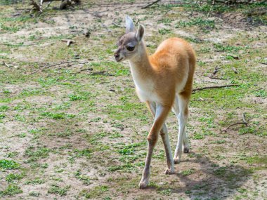 Guanaco tayı, bilimsel adı Lama guanicoe.