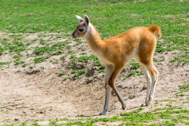 Guanaco tayı, bilimsel adı Lama guanicoe.
