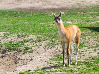 Guanaco tayı, bilimsel adı Lama guanicoe.