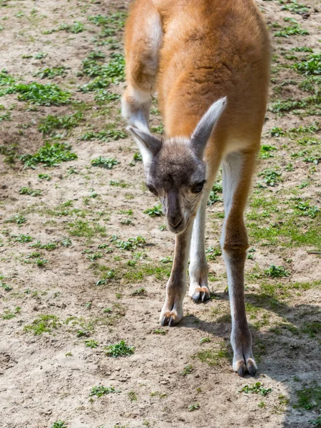 Guanaco Fohlen Sein Wissenschaftlicher Name Ist Lama Guanicoe — Stockfoto