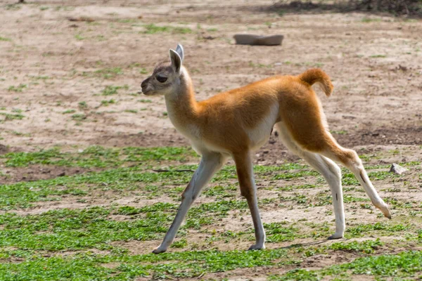 Rótulo Guanaco Seu Nome Científico Lama Guanicoe — Fotografia de Stock