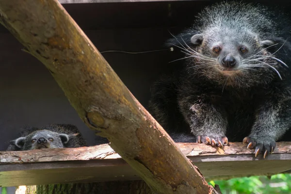 冰土龙 它的学名是Arctictis Binturong — 图库照片