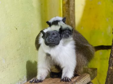 Pied Tamarin babası ve bebekleri arkada.