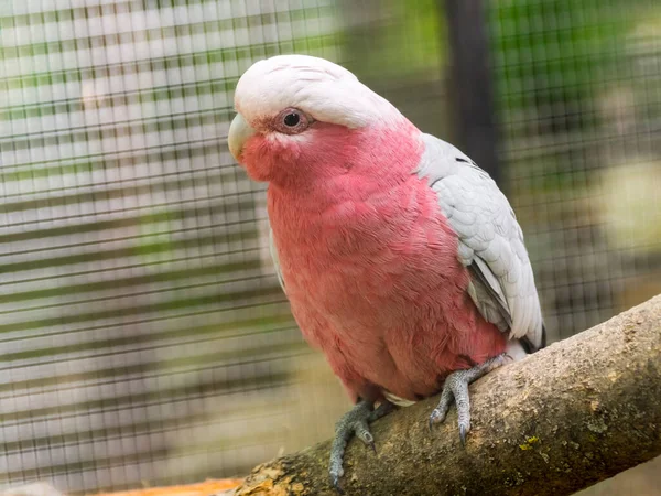 Galah, il cacatua rosa su un ramo — Foto Stock