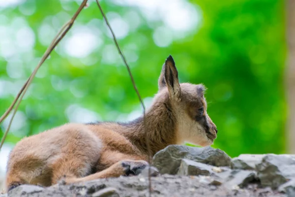 Baby Alpine chamois on a rocky hill — Stock Photo, Image