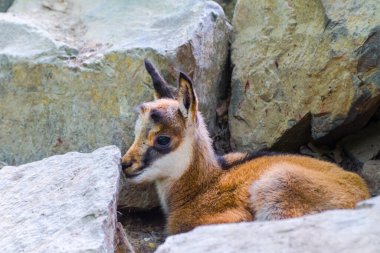 Bebek Alp güveci kayalık bir tepede