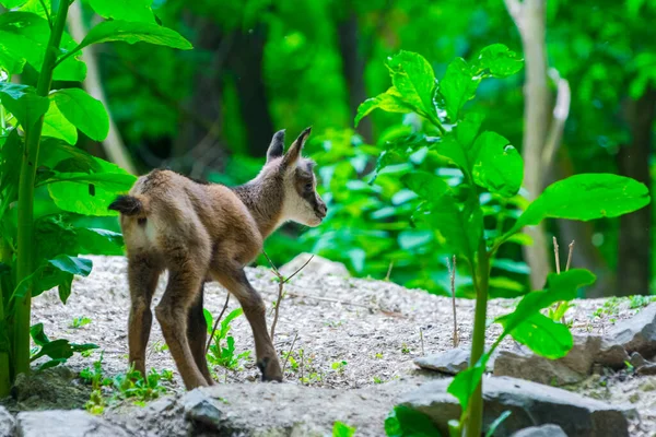 Baby Alpine σαμουά σε ένα βραχώδη λόφο — Φωτογραφία Αρχείου