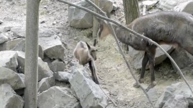 Bebek Alp güveci kayalık bir tepede