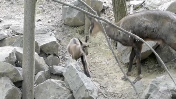 Baby Alpine chamois on a rocky hill — Stock Video