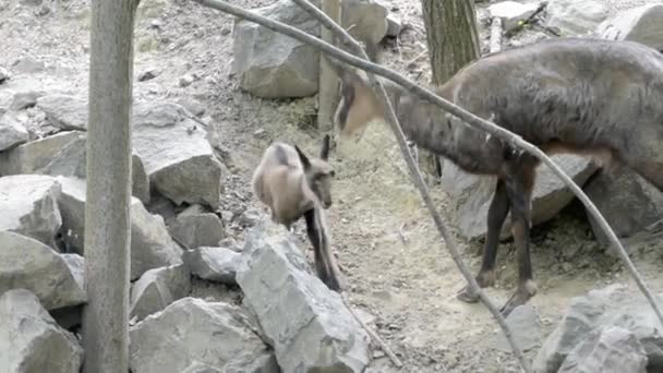 Маленькая альпийская серна на скалистом холме — стоковое видео