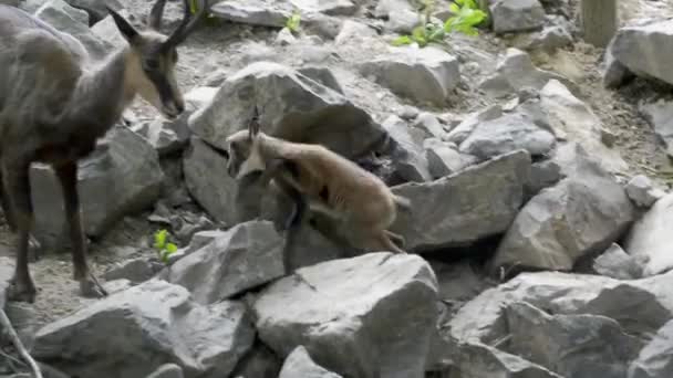 Baby Alpine chamois on a rocky hill — Stock Video