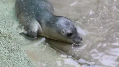 Yeni doğan liman foku. Bilimsel adı Phoca vitulina.