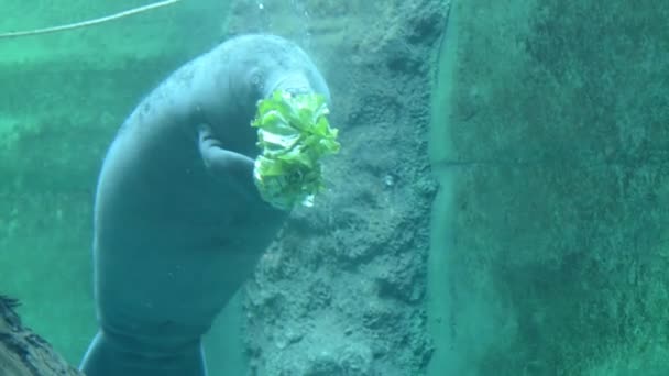 Västindiska Manaten Dess Namn Trichechus Manatus — Stockvideo