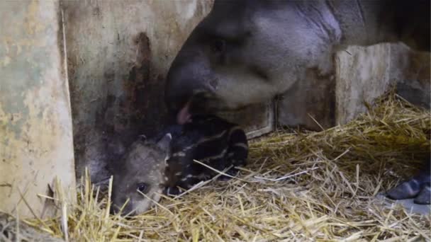 Tapir Lpwland Nombre Científico Tapirus Terrestris — Vídeo de stock