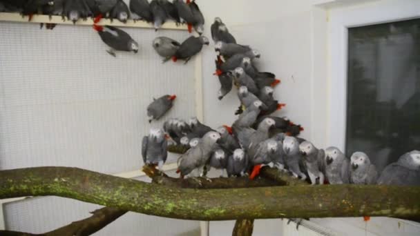 Papagaio Cinzento Africano Seu Nome Científico Psittacus Erithacus — Vídeo de Stock