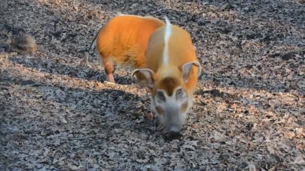 Red River Hog Its Scientific Name Potamochoerus Porcus — Stock Video