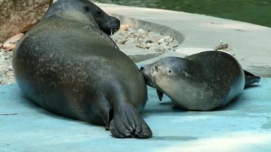 Yeni doğan liman foku. Bilimsel adı Phoca vitulina.
