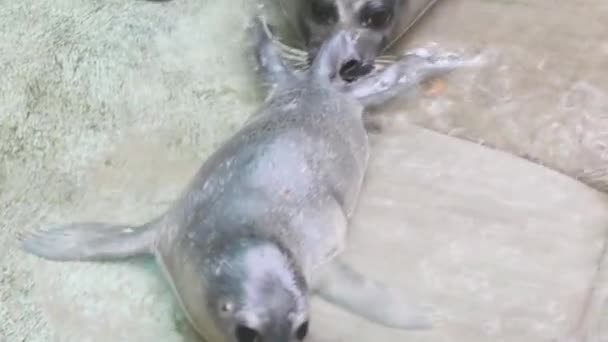 Новорожденный Тюлень Научное Имя Phoca Vitulina — стоковое видео