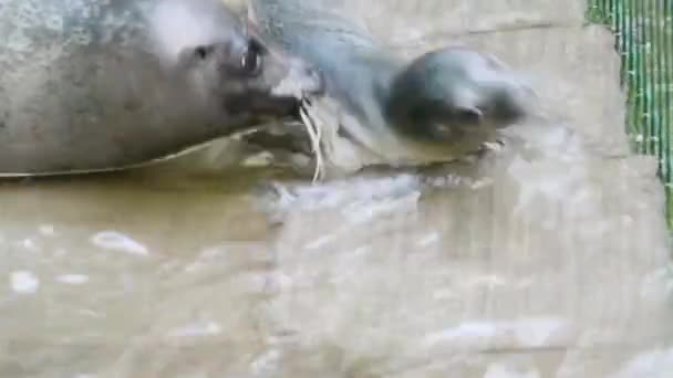 Pasgeboren Zeehond Zijn Wetenschappelijke Naam Phoca Vitulina — Stockvideo