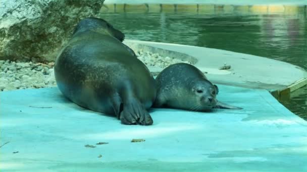 Foca Puerto Recién Nacida Nombre Científico Phoca Vitulina — Vídeo de stock