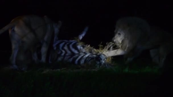 Leones Blancos Sudafricanos Nombre Científico Panthera Leo Krugeri — Vídeo de stock