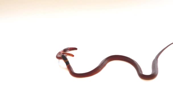 Serpente Caffè Rosso Suo Nome Scientifico Ninia Sebae — Video Stock