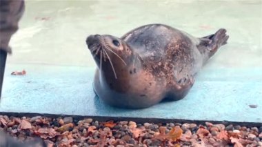 Yaygın ya da liman foku, bilimsel adı Phoca vitulina 'dır.