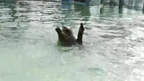 Common Harbour Seal Its Scientific Name Phoca Vitulina — Stock Video