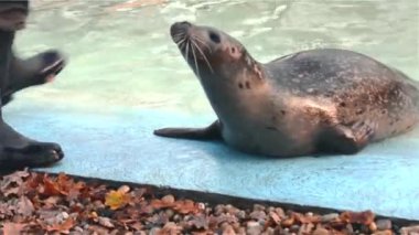 Yaygın ya da liman foku, bilimsel adı Phoca vitulina 'dır.