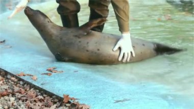 Yaygın ya da liman foku, bilimsel adı Phoca vitulina 'dır.