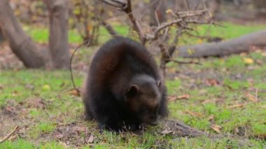 Wolverine, bilimsel adı Gulo Gulo.