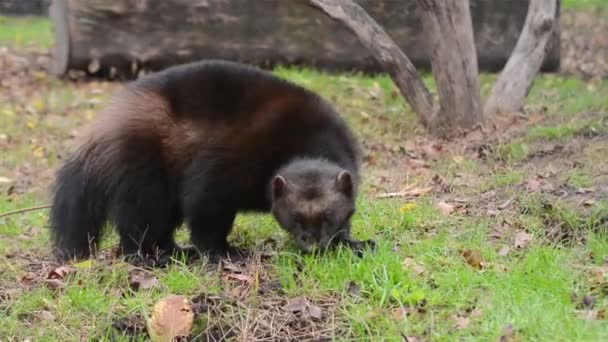 Wolverine Sein Wissenschaftlicher Name Ist Gulo Gulo — Stockvideo