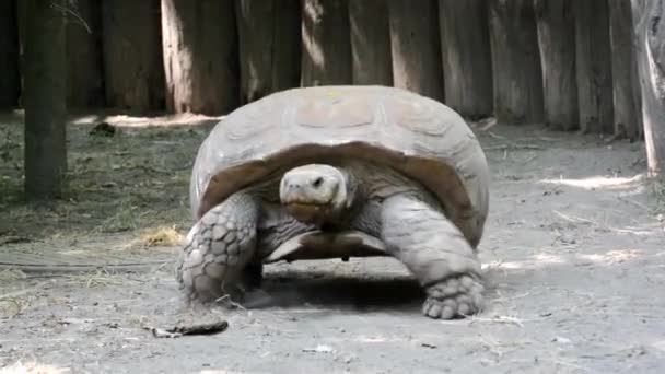 Jättestor Afrikansk Sporrad Sköldpadda Dess Vetenskapliga Namn Centrochelys Sulcata — Stockvideo