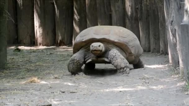 Jättestor Afrikansk Sporrad Sköldpadda Dess Vetenskapliga Namn Centrochelys Sulcata — Stockvideo