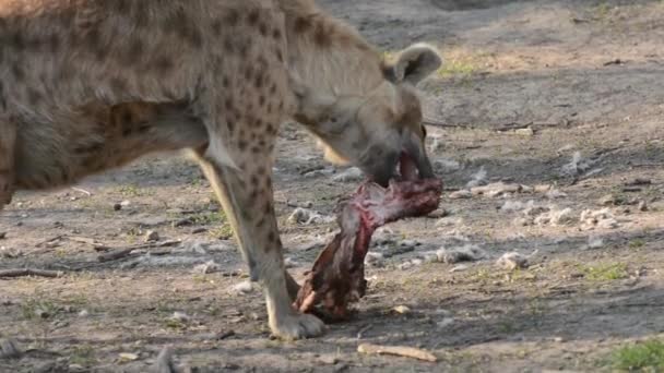 Gespot Hyena Zijn Wetenschappelijke Naam Crocuta Crocuta — Stockvideo