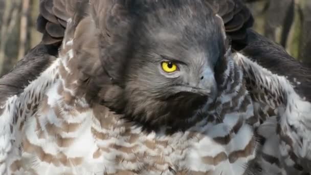 Short Toed Snake Eagle Its Scientific Name Circaetus Gallicus — Stock Video