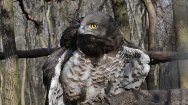 Short Toed Snake Eagle Its Scientific Name Circaetus Gallicus — Stock Video