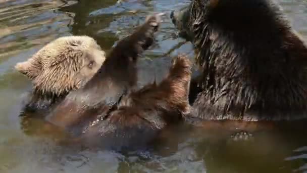 Бурые Медведи Ursus Arctos Принимают Ванну — стоковое видео