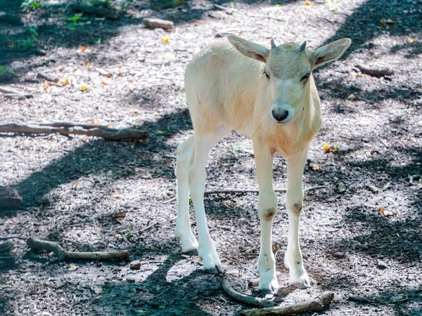 Antílope blanco de 3 semanas de edad o ternera addax —  Fotos de Stock