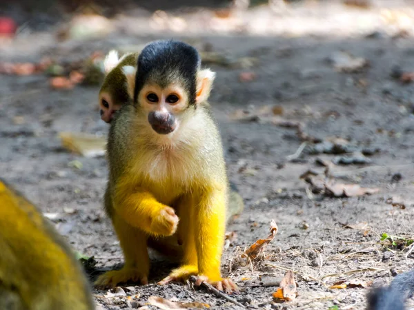 Bolivianska ekorre apa mor och hennes barn — Stockfoto