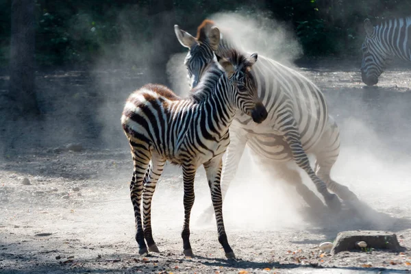 Лоулендский зебра жеребенок и мать, купающиеся в пыли — стоковое фото