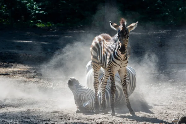 Puledro di zebra di pianura e madre che fanno il bagno di polvere — Foto Stock